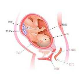 孕期三十六周(孕期三十六周可以生吗) 第3张 孕期三十六周(孕期三十六周可以生吗) 第3张