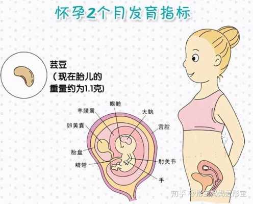 孕期前三个月适合哪些运动,胎儿前三个月发育什么器官 第2张 孕期前三个月适合哪些运动,胎儿前三个月发育什么器官 第2张