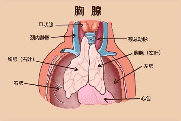 胸腺是什么器官有什么功能,胎儿胸腺大小正常值 第1张 胸腺是什么器官有什么功能,胎儿胸腺大小正常值 第1张