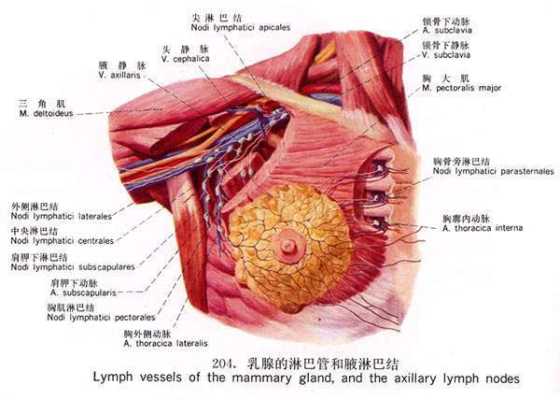胸腺是什么器官有什么功能,胎儿胸腺大小正常值 第2张 胸腺是什么器官有什么功能,胎儿胸腺大小正常值 第2张