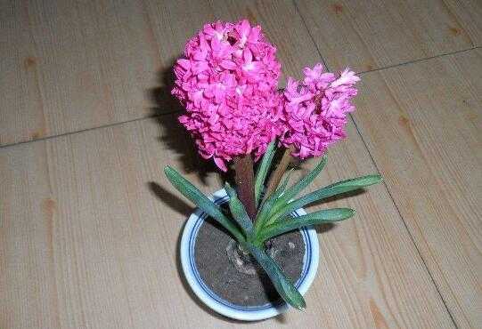 风信子孕妇能养吗,孕期花粉过敏对胎儿有没有影响  第3张