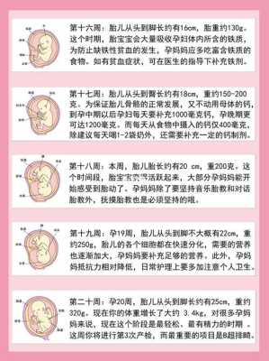胎儿每周发育过程图(胎儿每周发育过程图及注意事项) 第2张 胎儿每周发育过程图(胎儿每周发育过程图及注意事项) 第2张