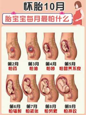 胎儿每周发育过程图(胎儿每周发育过程图及注意事项) 第1张 胎儿每周发育过程图(胎儿每周发育过程图及注意事项) 第1张
