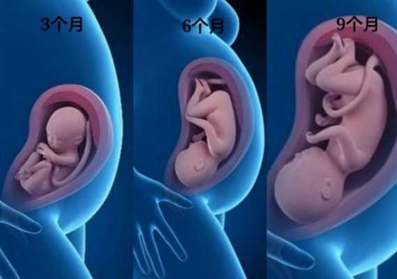 孕24周胎儿发育情况(孕24周胎儿发育情况视频) 第2张 孕24周胎儿发育情况(孕24周胎儿发育情况视频) 第2张