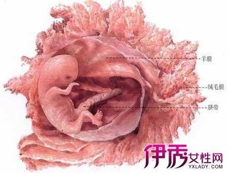 什么情况下胎儿会畸形(畸形胎儿胎动会频繁吗) 第2张 什么情况下胎儿会畸形(畸形胎儿胎动会频繁吗) 第2张