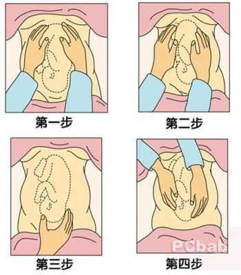 胎儿呈枕左前位是什么意,右枕前位胎儿图片 第1张 胎儿呈枕左前位是什么意,右枕前位胎儿图片 第1张