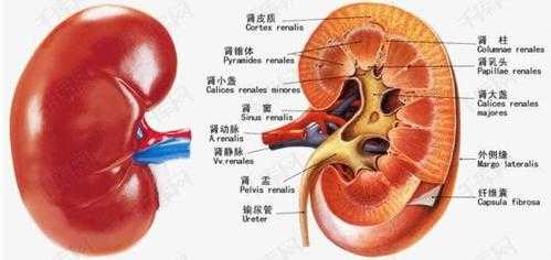 胎儿肾盂分离是什么意思,胎儿肾离合分离 第3张 胎儿肾盂分离是什么意思,胎儿肾离合分离 第3张