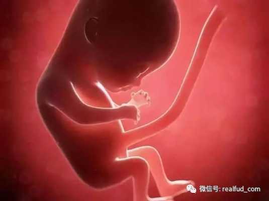 孕八周胎儿真实图(孕八周宝宝在肚子哪个位置) 第2张 孕八周胎儿真实图(孕八周宝宝在肚子哪个位置) 第2张