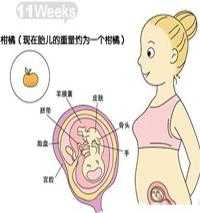 孕期11周(孕妇十一周胎儿有多大?怎么测) 第1张 孕期11周(孕妇十一周胎儿有多大?怎么测) 第1张