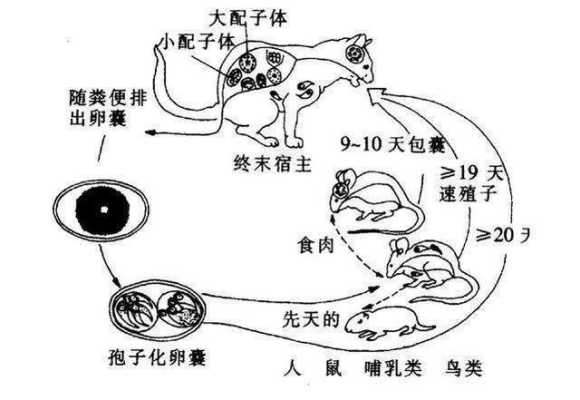 孕期弓形虫(弓形虫感染是怎么回事) 第2张 孕期弓形虫(弓形虫感染是怎么回事) 第2张