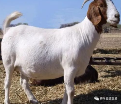 羊的孕期是多少天(羊的孕期是多少天?) 第1张 羊的孕期是多少天(羊的孕期是多少天?) 第1张