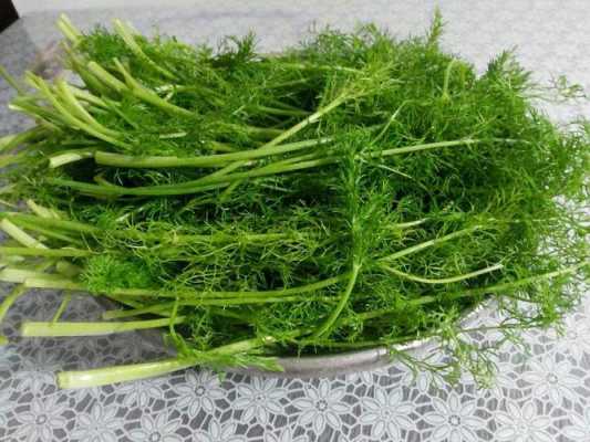 孕期可以吃茴香菜吗（孕期可以吃茴香菜吗）  第2张