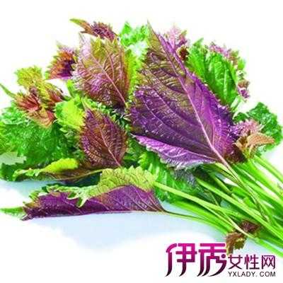 孕期紫苏(孕期紫苏可以吃吗) 第3张 孕期紫苏(孕期紫苏可以吃吗) 第3张