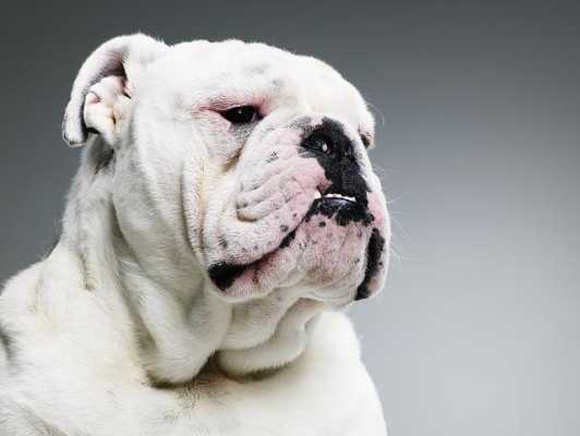 鼻子最短的狗犬,胎儿鼻子短 第3张 鼻子最短的狗犬,胎儿鼻子短 第3张