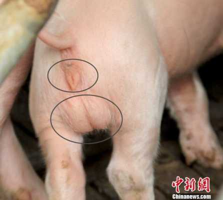 怎样分辨公猪与母猪肉,胎儿腹围标准切面内,不包括下列哪种结构( )  第1张