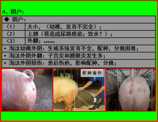 怎样分辨公猪与母猪肉,胎儿腹围标准切面内,不包括下列哪种结构( )  第2张