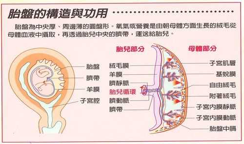 胎儿胎盘图(胎盘的结构是什么) 第2张 胎儿胎盘图(胎盘的结构是什么) 第2张