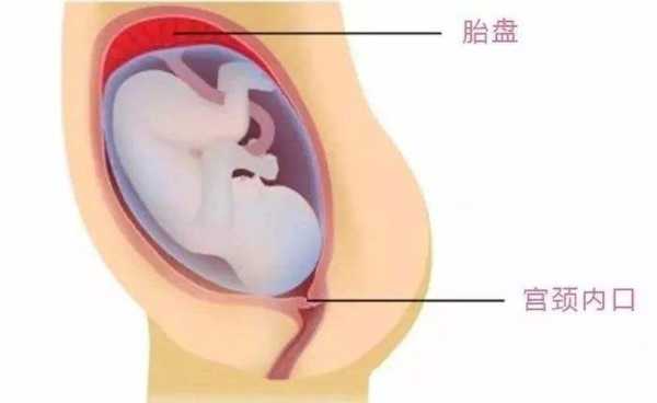 胎盘胎儿图（生完孩子的胎盘怎么处理）  第2张
