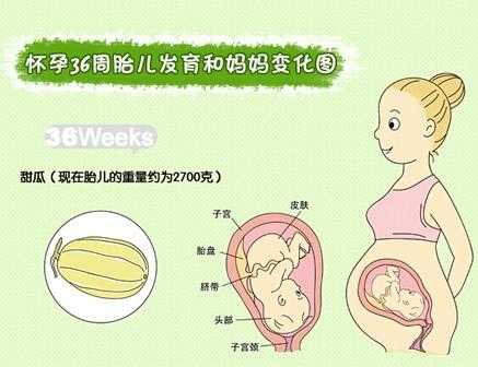 孕36周胎儿在子宫姿势是怎样的?快足月了,怎样产检合适呢,胎儿在子宫内急性缺氧初期表现为胎动 第2张 孕36周胎儿在子宫姿势是怎样的?快足月了,怎样产检合适呢,胎儿在子宫内急性缺氧初期表现为胎动 第2张