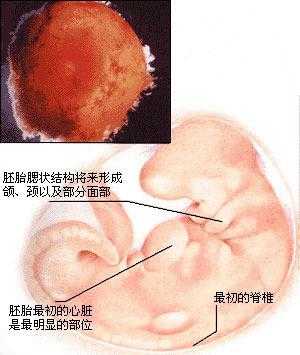 胎儿八周图(8周胚胎正常大小是怎样的) 第2张 胎儿八周图(8周胚胎正常大小是怎样的) 第2张