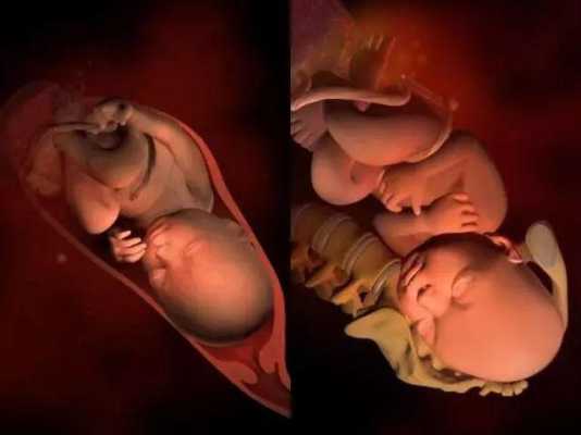 宝宝在肚子里背着妈妈是怎么回事,胎儿在肚子里的姿势图片 第2张 宝宝在肚子里背着妈妈是怎么回事,胎儿在肚子里的姿势图片 第2张