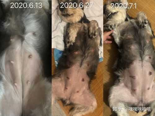 狗狗怀孕期间注意事项(狗狗怀孕六十天还没生,今天吃了两个鸡腿桃子没红肿) 第3张 狗狗怀孕期间注意事项(狗狗怀孕六十天还没生,今天吃了两个鸡腿桃子没红肿) 第3张