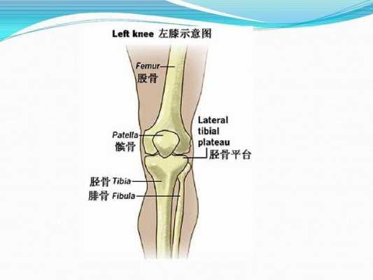 胎儿股骨和胫腓骨弯曲是什么原因造成的,胎儿胫骨长度标准 第2张 胎儿股骨和胫腓骨弯曲是什么原因造成的,胎儿胫骨长度标准 第2张