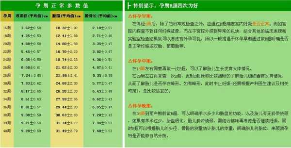 24周胎儿发育标准是什么,24周胎儿数据标准  第2张