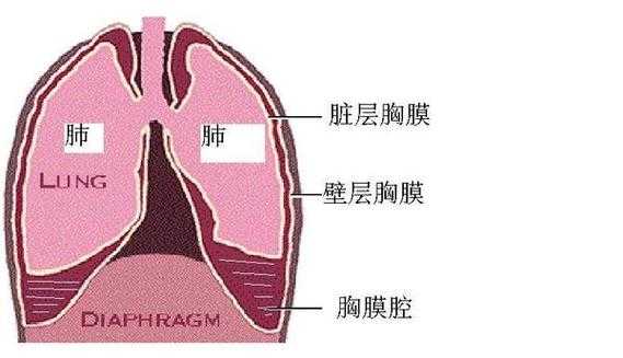 胎儿肺积水（胎儿肺积水是怎么引起的）  第2张