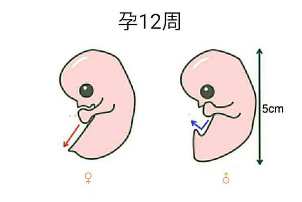 胎儿性别是(胎儿性别是) 第2张 胎儿性别是(胎儿性别是) 第2张