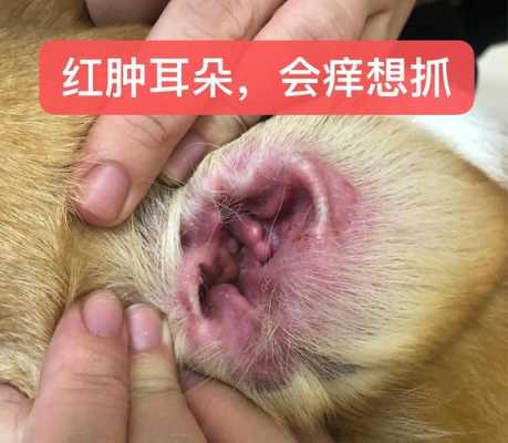 孕期耳朵痒是怎么回事(狗狗耳朵痒) 第2张 孕期耳朵痒是怎么回事(狗狗耳朵痒) 第2张