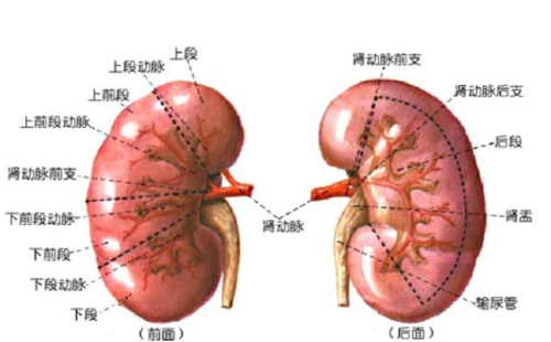 胎儿肾发育不良(胎儿肾发育不良的原因分析) 第2张 胎儿肾发育不良(胎儿肾发育不良的原因分析) 第2张