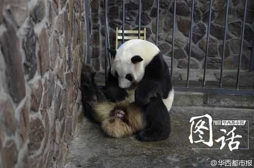 熊猫的孕期(熊猫怀孕肚子会变大吗) 第2张 熊猫的孕期(熊猫怀孕肚子会变大吗) 第2张