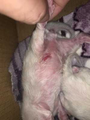 刚出生的猫宝宝被母猫咬伤怎么办,孕期被猫咬了影响胎儿吗 第3张 刚出生的猫宝宝被母猫咬伤怎么办,孕期被猫咬了影响胎儿吗 第3张