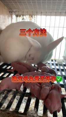 兔的怀孕期（母兔怀孕期是多少天）  第1张