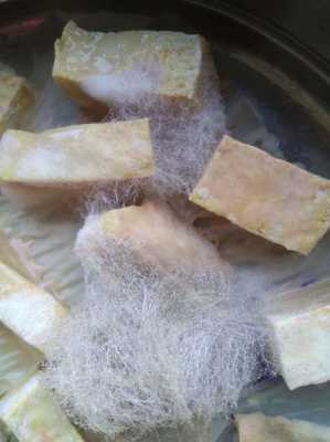 豆腐乳也称霉豆腐,霉是哪种霉菌?为什么可以吃呢,孕期可以吃霉豆腐吗? 第3张 豆腐乳也称霉豆腐,霉是哪种霉菌?为什么可以吃呢,孕期可以吃霉豆腐吗? 第3张
