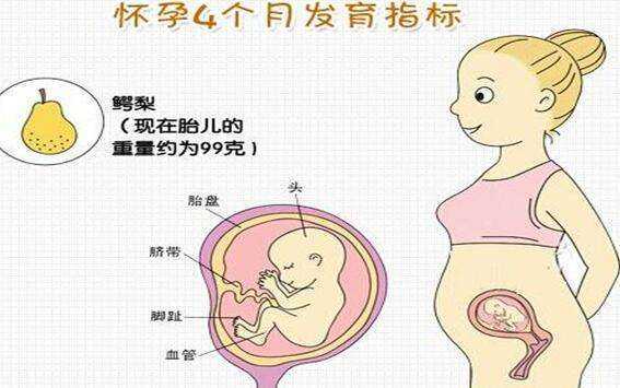 孕期子大小(孕期孩子大小) 第2张 孕期子大小(孕期孩子大小) 第2张