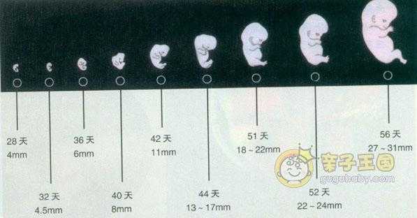 孕期子大小(孕期孩子大小) 第1张 孕期子大小(孕期孩子大小) 第1张