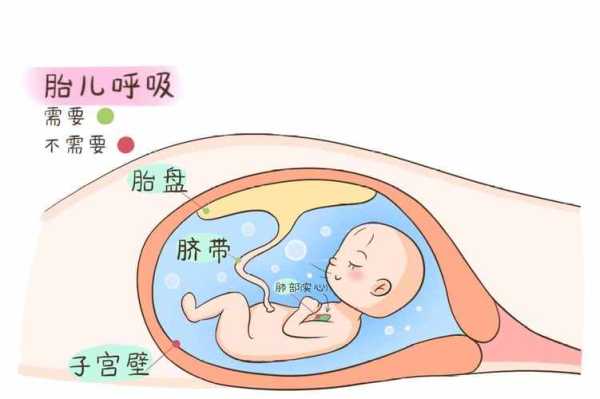 羊水是氧气水吗,胎儿洋水破了多久能生 第2张 羊水是氧气水吗,胎儿洋水破了多久能生 第2张