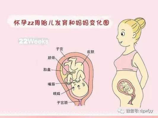 孕期22周(孕期22周几个月) 第2张 孕期22周(孕期22周几个月) 第2张