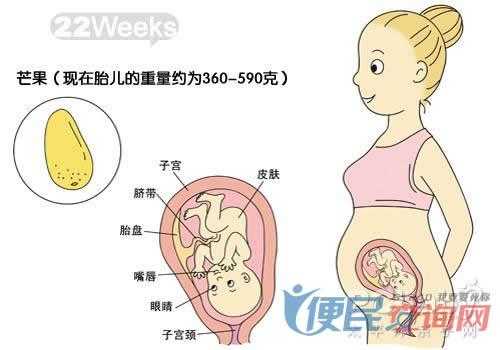孕期22周(孕期22周几个月) 第3张 孕期22周(孕期22周几个月) 第3张