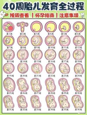 母亲十月怀胎和宝宝的关联,胎儿十月图片 第2张 母亲十月怀胎和宝宝的关联,胎儿十月图片 第2张