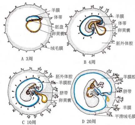 胎儿羊膜囊(胎儿羊膜囊图) 第2张 胎儿羊膜囊(胎儿羊膜囊图) 第2张