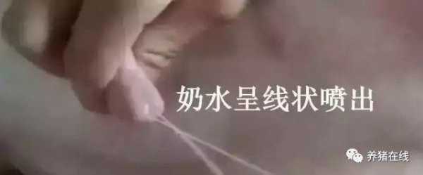 哺乳期怀孕还会有奶水吗,孕期乳分泌物正常吗 第2张 哺乳期怀孕还会有奶水吗,孕期乳分泌物正常吗 第2张