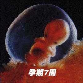 怀孕多少周胎儿成型(怀孕期间胎儿一般几个月就会成形了呢) 第1张 怀孕多少周胎儿成型(怀孕期间胎儿一般几个月就会成形了呢) 第1张