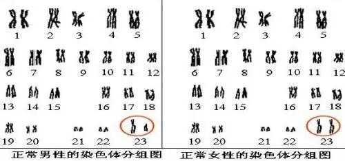 胎儿染色体y(y染色体是怎么组成) 第2张 胎儿染色体y(y染色体是怎么组成) 第2张
