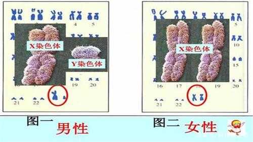 胎儿染色体y(y染色体是怎么组成) 第1张 胎儿染色体y(y染色体是怎么组成) 第1张