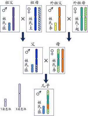 胎儿染色体y(y染色体是怎么组成) 第3张 胎儿染色体y(y染色体是怎么组成) 第3张