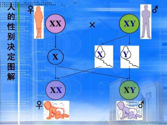 胎儿xy(xx和xy的区别) 第2张 胎儿xy(xx和xy的区别) 第2张