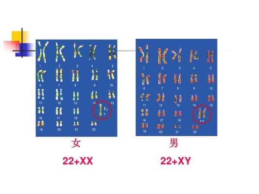 胎儿xy(xx和xy的区别) 第1张 胎儿xy(xx和xy的区别) 第1张